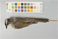 藏品(白頭翁)的圖片